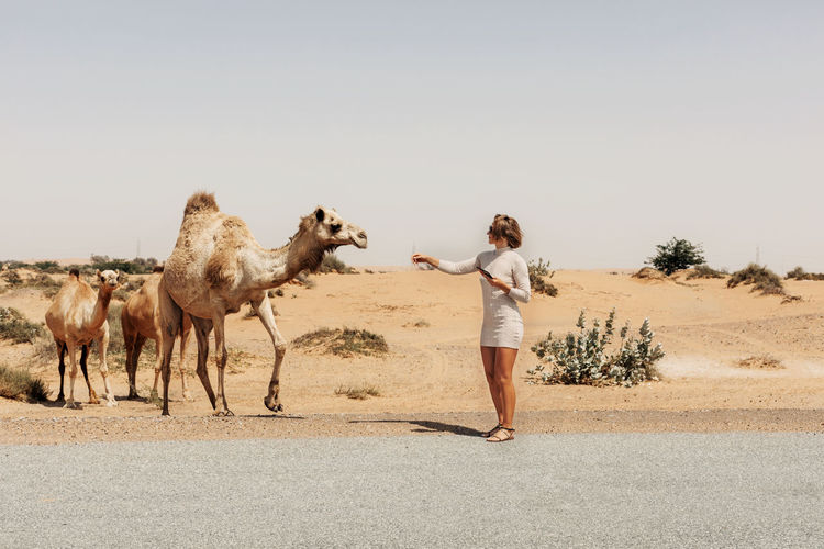 A young woman strokes camels grazing by the road while traveling through the desert