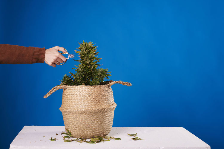 Hand of a man pruning a marijuana plant on a blue background