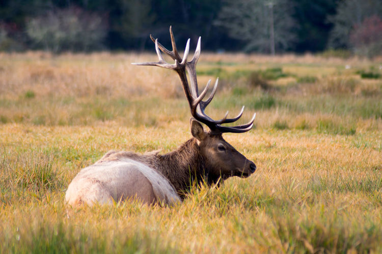 Buck elk laying in the grass during golden hour