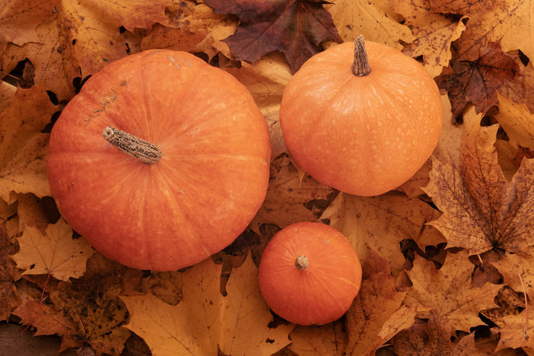 High angle view of pumpkins on autumn leaves