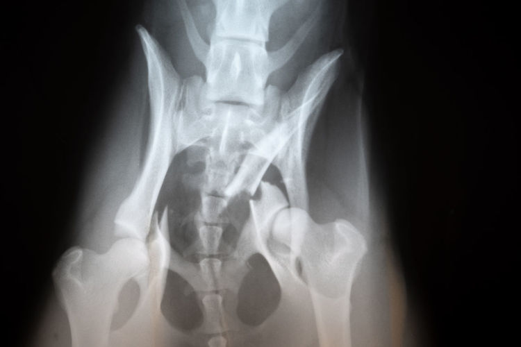 Close-up of x-ray image