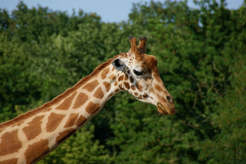 Side view of a giraffe