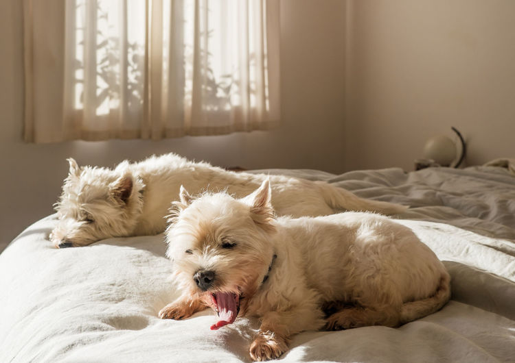 West highland white terriers relaxing on bed at home