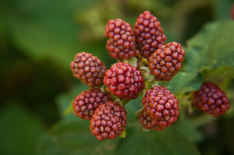 Close-up of berries