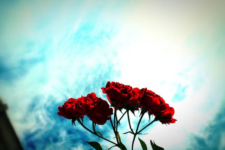 Low angle view of red flowers