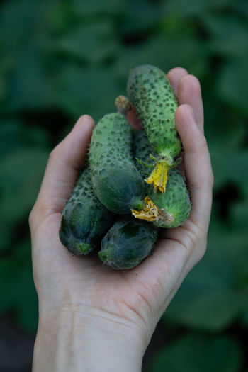 Fresh organic cucumber in hand