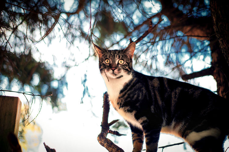 Close-up of cat against trees