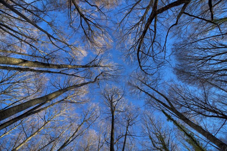 Low angle view of bare trees against sky