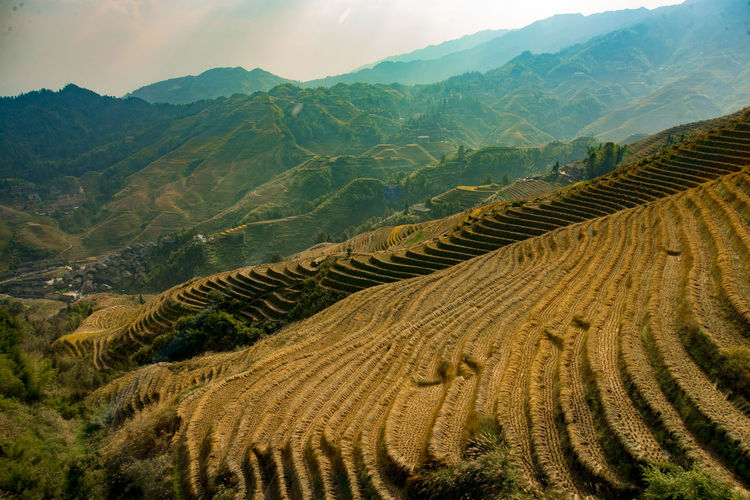 Scenic view of rice field against sky