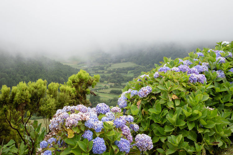 View of flowering plants in mountains