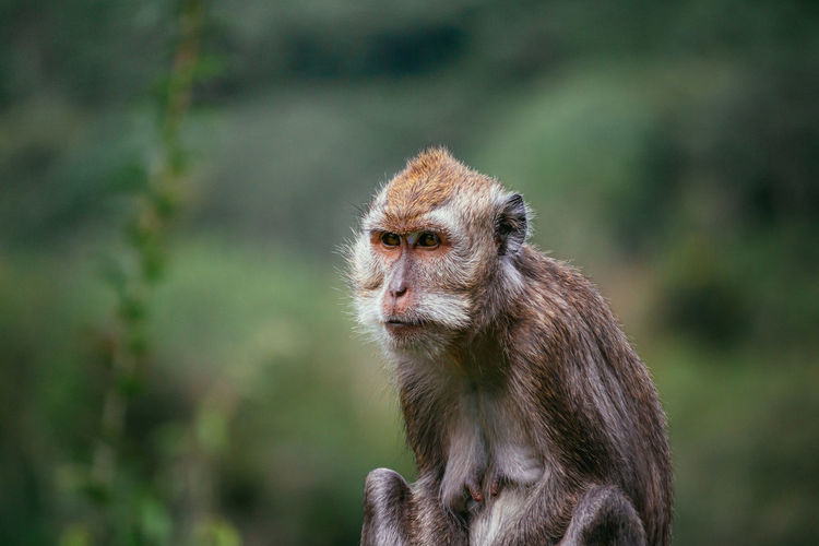 Macaca fascicularis, long tail macaque