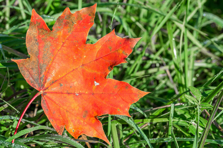 Close-up of orange maple leaves on field