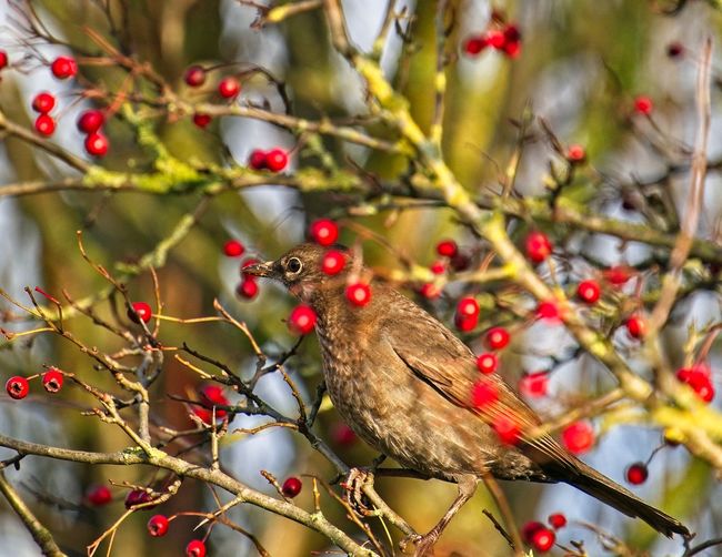 Female blackbird perching on tree