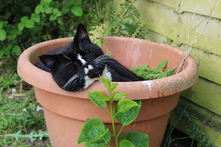 Cat sleeping in pot at yard