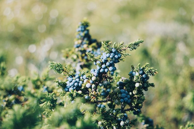 Close up of juniper berries in nature