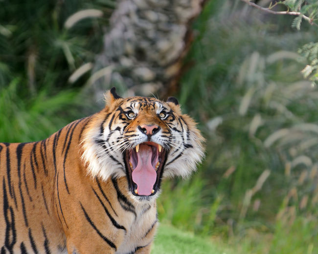 Close-up of tiger roaring at forest