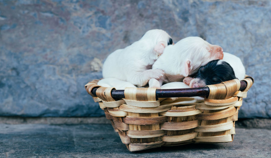 Dog sitting in basket