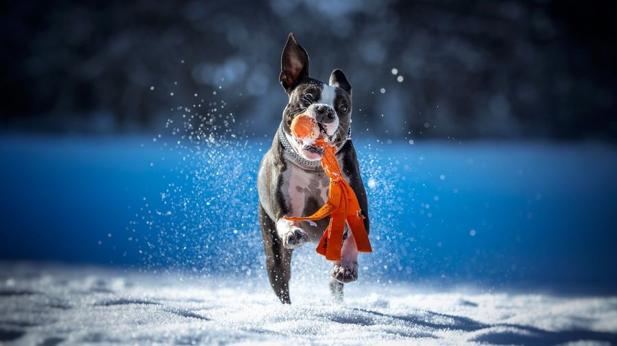 Dog on snow