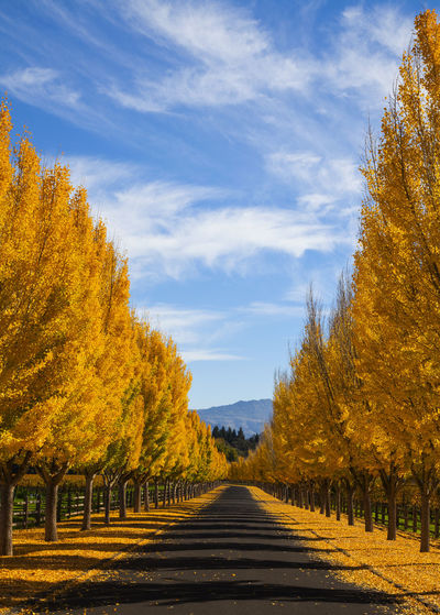 Trees on field against sky during autumn