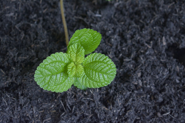 soil