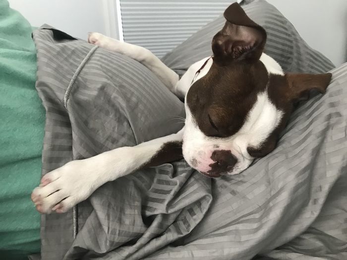 Dog resting on sofa at home