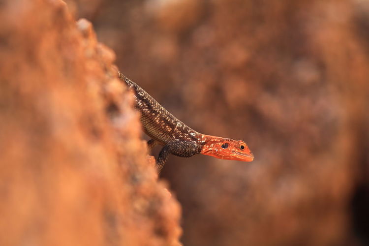 Close-up of red-headed rock agama