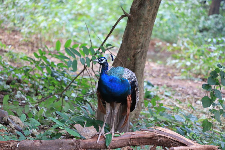 Peacock bird perching on a tree