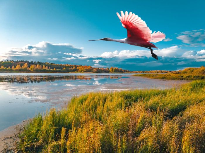 Bird flying over lake against sky