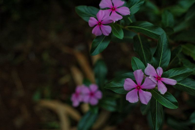 Close-up of purple flowers blooming outdoors