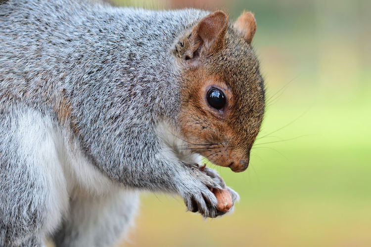 Close-up of squirrel holding food