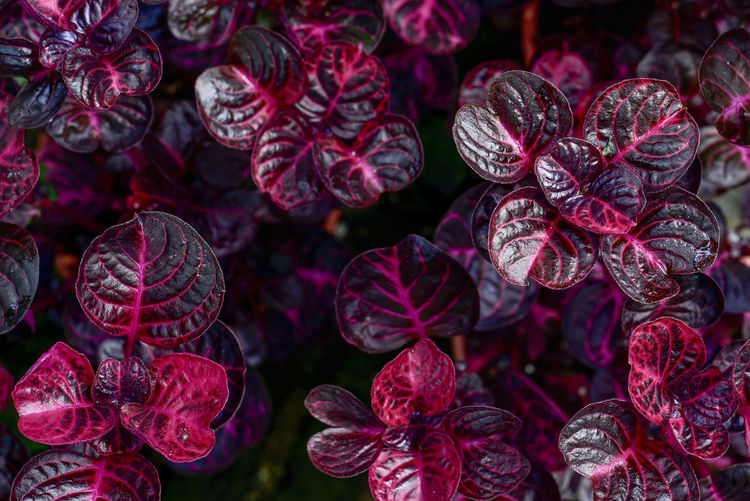 Full frame shot of purple plants