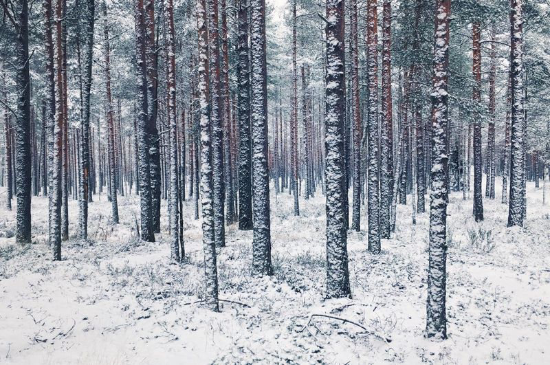 Pine trees in forest during winter