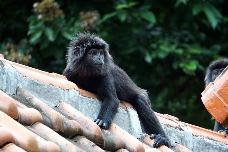 Close-up of monkey on roof