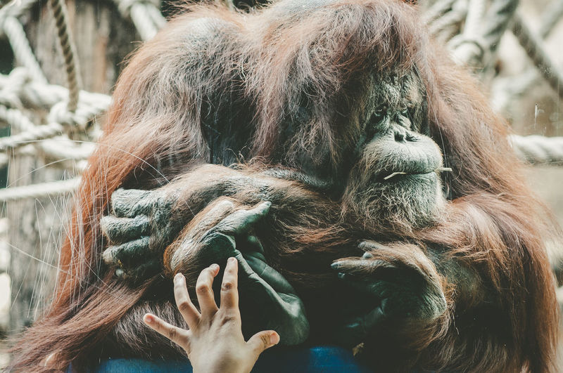 Cropped image of hand touching glass window against orangutan in zoo