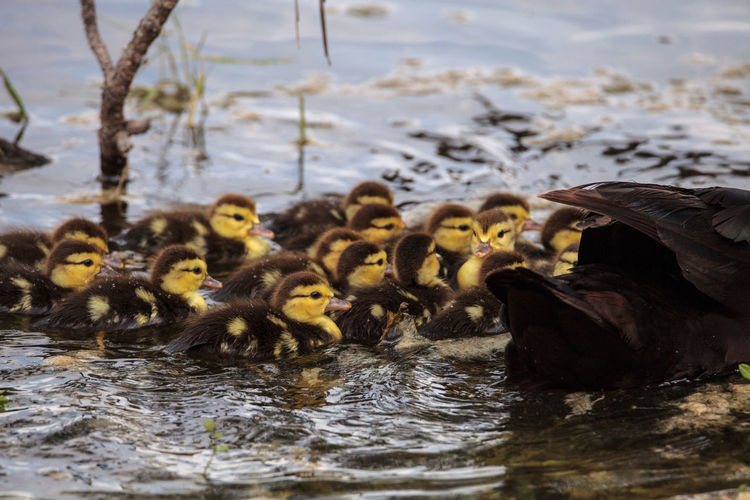 Large flock of baby muscovy ducklings cairina moschata crowd together in a pond in naples, florida 