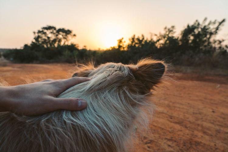 Close-up of a dog on field during sunset