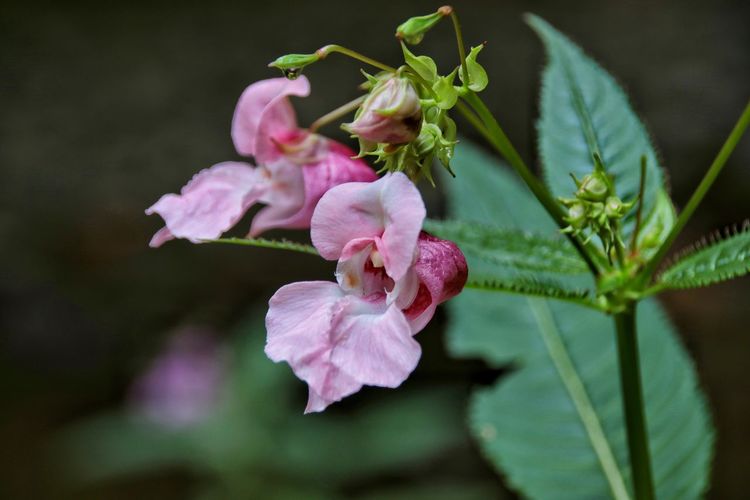 Close-up of pink flowering plant