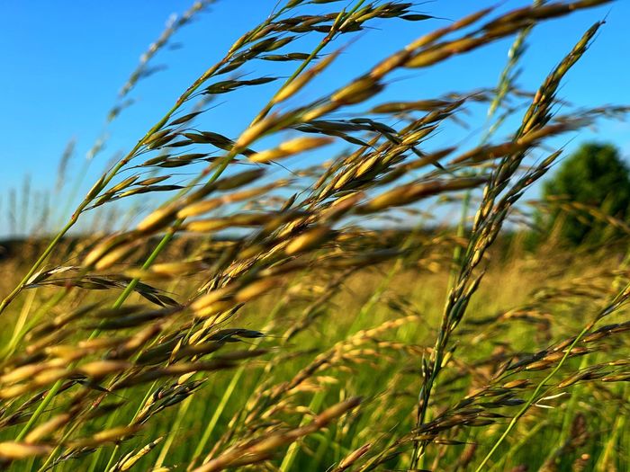 Close-up of stalks in field against sky