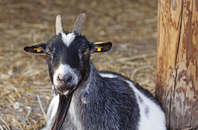 Close-up portrait of goat on field