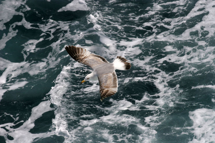 High angle view of seagull flying over sea