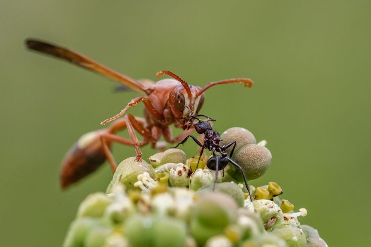 Close-up of insect on plant