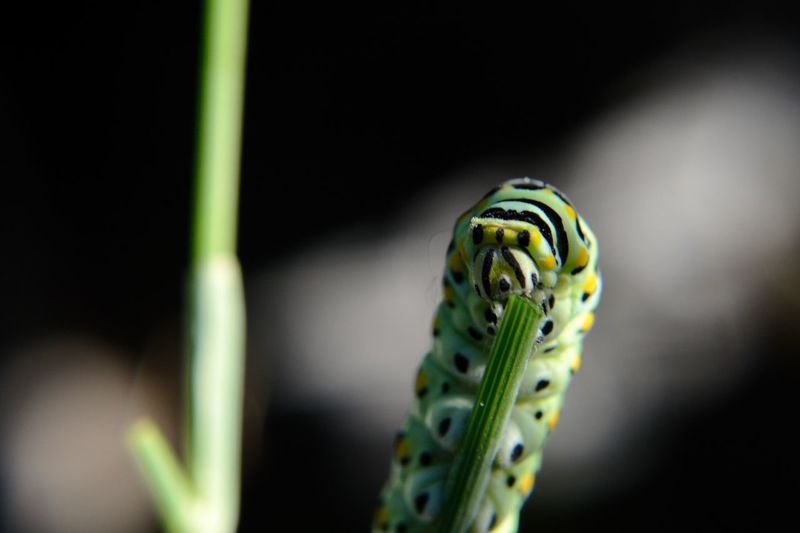 Close-up of swallowtail caterpillar eating plant stem