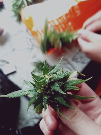 Cropped hands of person holding marijuana 