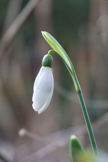Close-up of white flower