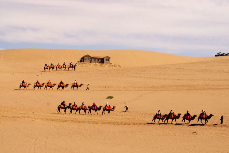 Tourists riding camels on desert