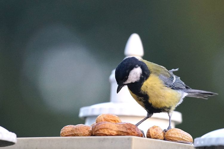 Close-up of great tit by peanuts on retaining wall