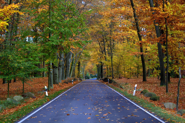 Road amidst trees during autumn