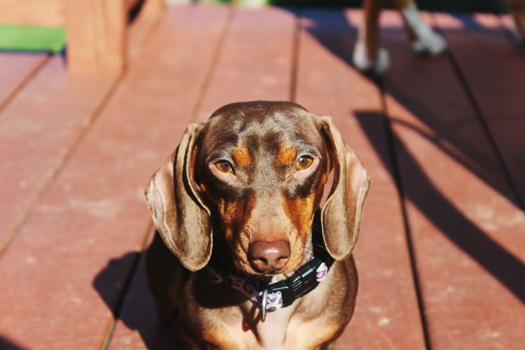 Close-up portrait of dachshund dog on floorboard