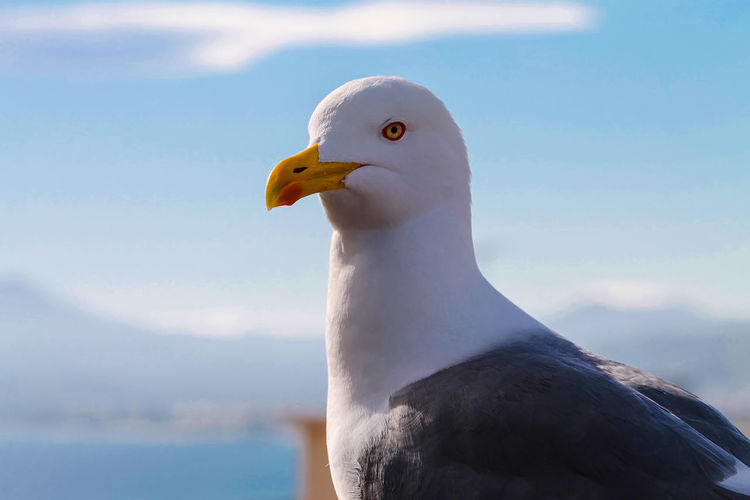 Close-up of seagull against sea