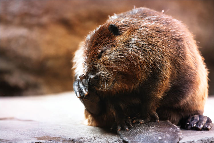 Close-up of an animal